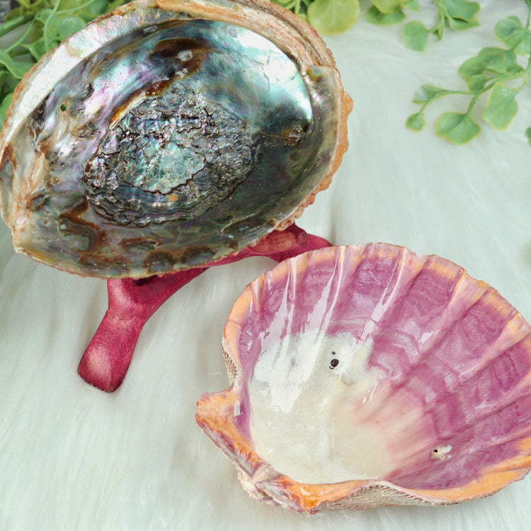 Abalone and Lion's Paw Sacred Smudging Shell with Wood Tripod Stand for Energy Cleansing Ceremonies