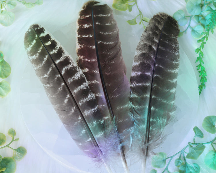 Smudging Feather for Sacred Smoke Energy Cleansing Rituals