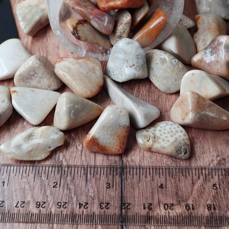 Agatized Coral Tumbled Pocket Crystal