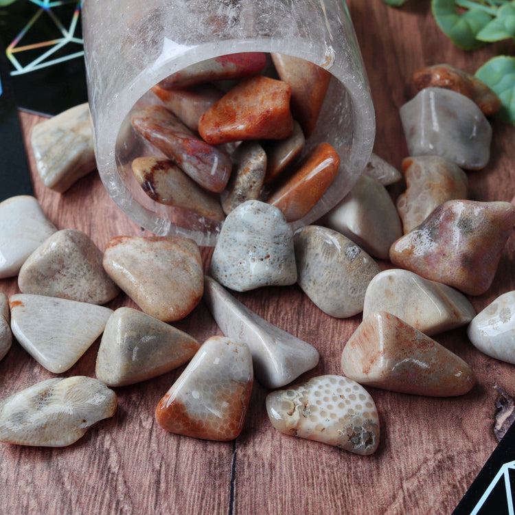 Agatized Coral Tumbled Pocket Crystal
