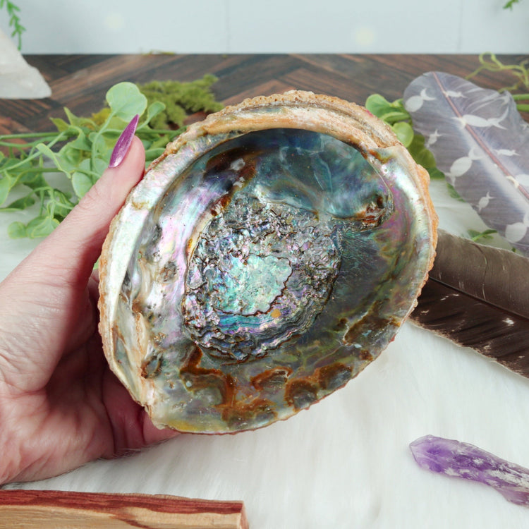 Abalone and Lion's Paw Sacred Smudging Shell with Wood Tripod Stand for Energy Cleansing Ceremonies
