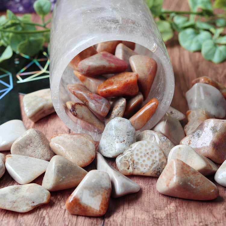 Agatized Coral Tumbled Pocket Crystal