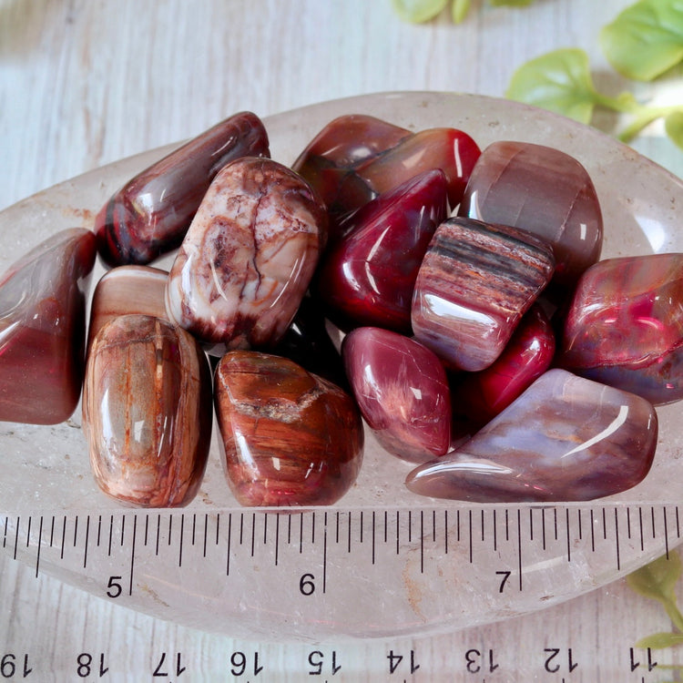 Petrified Wood Tumble Pocket Crystal